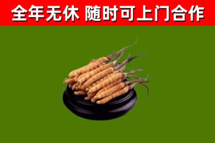 武陵回收冬虫夏草